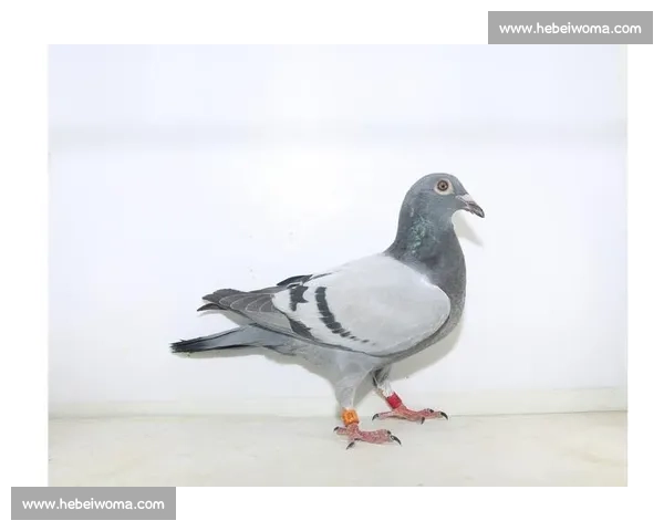 羽球冠军踏雄台:谌龙王适娴探访镇北台